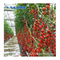 Solid polycarbonate sheet steel structure tomato greenhouse